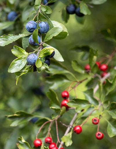 Zerillo Wild Blueberry Jam