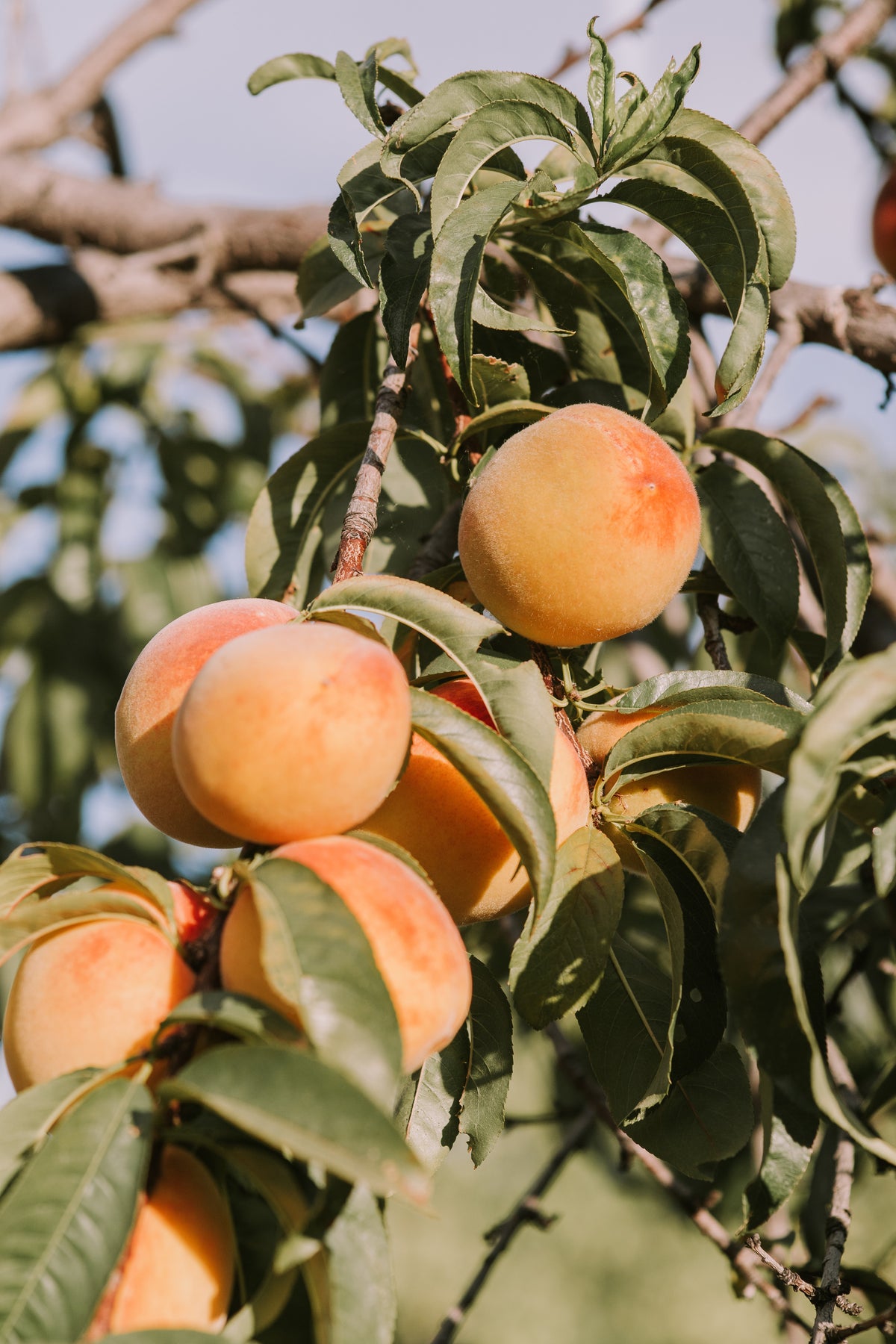 Zerillo Peach Jam
